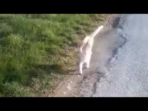 Upside down cat walk 😉🤩😍