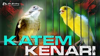 Download lagu MASTERAN KENARI GACOR kombinasi KAPAS TEMBAK NGEBREN mp3