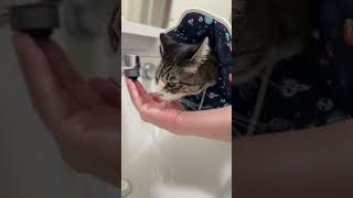 ず〜〜〜〜っと水飲む猫