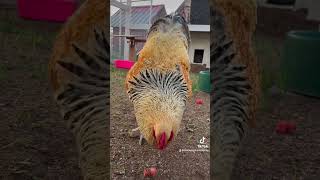 Download lagu Roosters are good for more than making babies! #rooster #chickens mp3