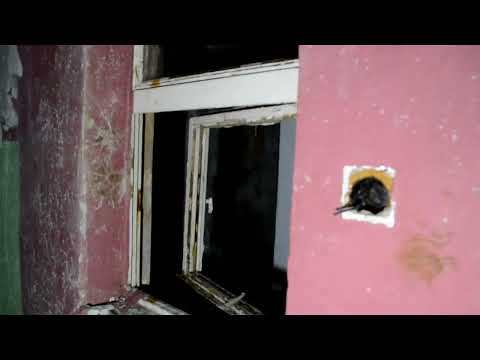 Opuszczony klub Maxim Gdynia - zwiastun