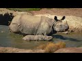 Welcome Back To The Wild San Diego Zoo Safari Park