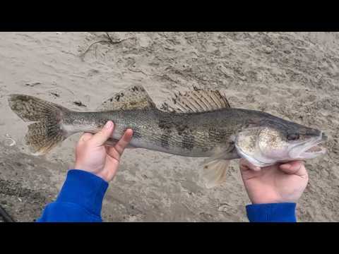 BIG Sauger out of the NSR | West of Lacolle Falls