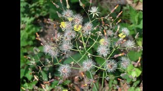 Download lagu 荒れた庭 - 'The Neglected Garden' (Cécile Corbel) flute : Kirio Matsuda mp3 Download lagu 荒れた庭 - 'The Neglected Garden' (Cécile Corbel) flute : Kirio Matsuda mp3