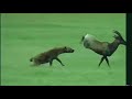 Hyena Vs The Sleeping Topi Must Watch Fighting