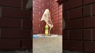 Download lagu Reverse video || Fanta Coca-Cola Sprite Pepsi vs Mentos #shorts mp3