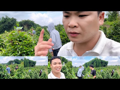 Làng mai bình lợi  chuẩn bị mai Tết việt nam