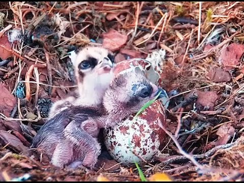 Welcome little one! Second Osprey chick hatches at Loch of the Lowes 21 May 2022 Full version