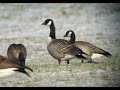 Identify a Cackling Goose!