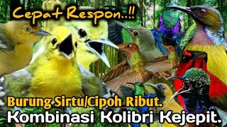 Download lagu AMPUH.‼️ SUARA PIKAT BURUNG SIRTU/CIPOH KOMBINASI KOLIBRI KEJEPIT.. mp3