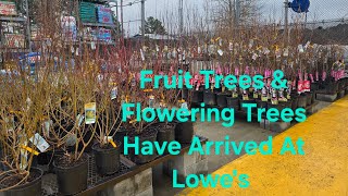 LOWE'S 2026 Fruit Trees And Spring Flowering Trees Have Arrived.