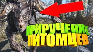 Fallout 76: КАК ПРИРУЧИТЬ ПИТОМЦА, НАВЫК, БОЕВОЙ ПИТОМЕЦ, ГАЙД