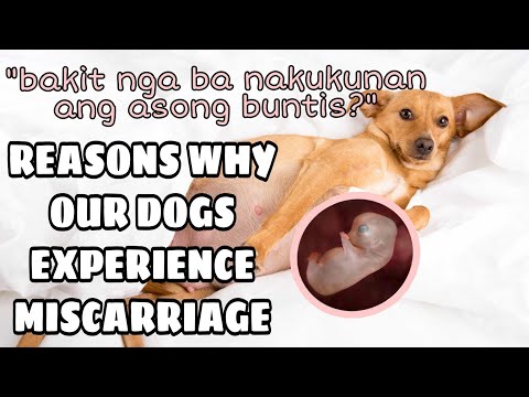 YouTube video about: Can a pulling dog cause miscarriage?