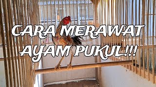 Download lagu Cara rawat ayam pukol birma mangon pama pakhoy bangkok mp3