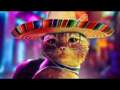 Stray Mexican Cat