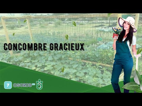 , title : 'Concombre gracieux'