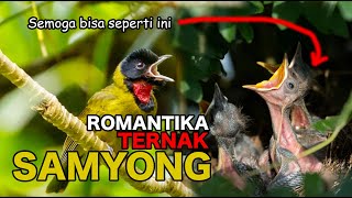 Download lagu LIKA LIKU TERNAK BURUNG SAMYONG DI AVIARY - SI BURUNG 1001 SUARA ENDEMIK FLORES mp3 Download lagu LIKA LIKU TERNAK BURUNG SAMYONG DI AVIARY - SI BURUNG 1001 SUARA ENDEMIK FLORES mp3