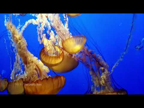 "11:11" Music Video (by Shelly Bort)