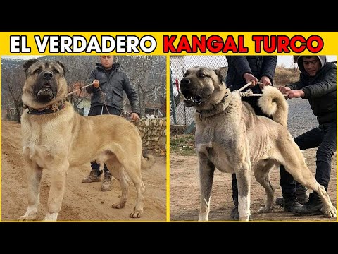 Cosas Que No Sabias De Los Perros Kangal Turco
