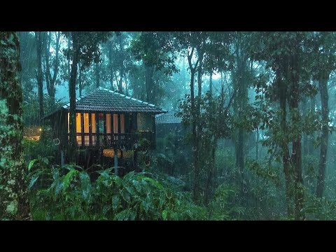 Pioggia Rilassante nella Foresta Nebbiosa per Dormire in 5 Minuti - Suoni di Pioggia e Temporale