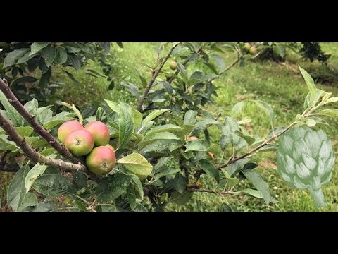 Inside a Normandy Cidery | Potluck Video