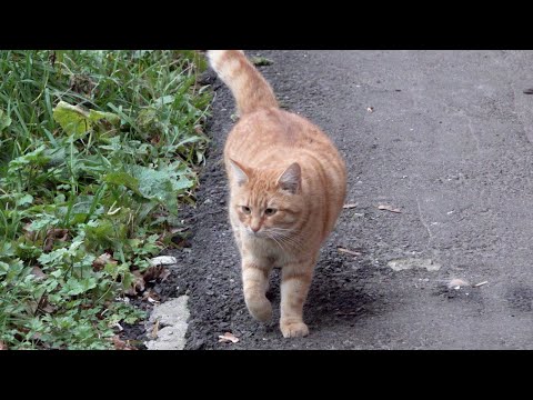 Friendly fat cats so happy every day