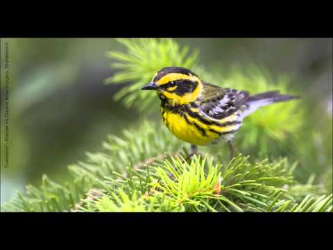 Horárik čečinový (Setophaga townsendi) — správanie, biotop a hlas