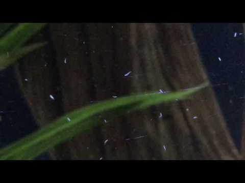 Detritus Worms Zoomed Out to show many of them