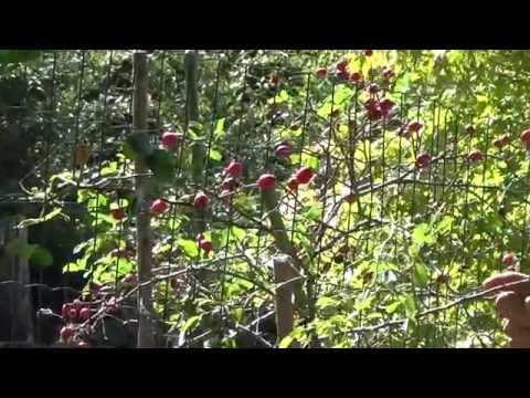 園芸 ローズヒップ、ドッグローズ