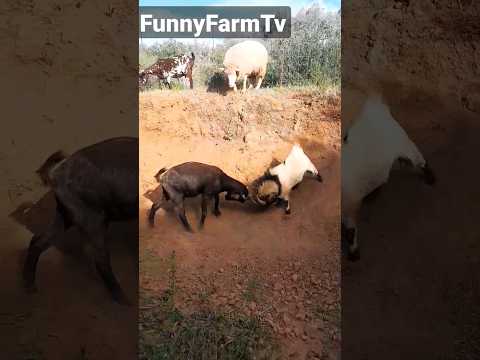 Flirting Goats #shorts #goatman #carnivorediet