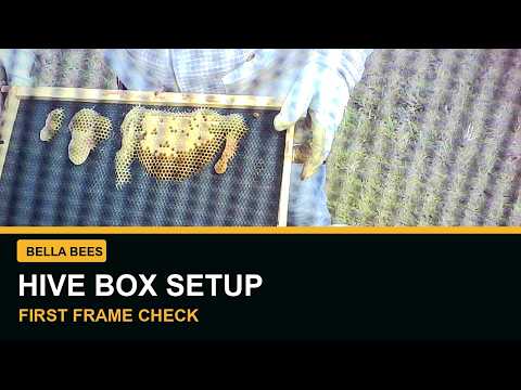 Bella Bees hive box setup and first frame check YouTube thumbnail