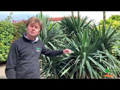 Taille expliquée d'un Yucca