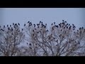 Черные вороны чернеют НЕБО 