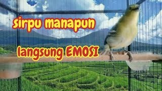 Download lagu sirpu mana yang gak EMOSI dengar teriakan sirtu gacor ini mp3