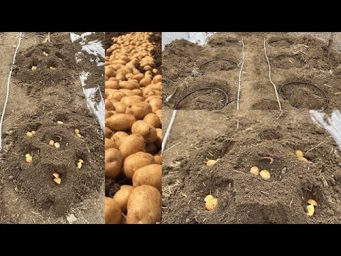, title : 'Bu yöntemle her HÜCRE den 1 ÇUVAL patates hasadı oluyor'