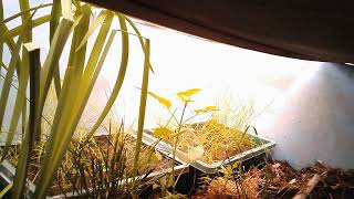 ダルマガエル観察ライブ20250720