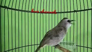 Download lagu Suara burung trucukan bbc di pagi hari untuk pancingan dan masteran mp3