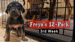 Video preview image #5 Labrador Retriever-Rhodesian Ridgeback Mix Puppy For Sale in FRESNO, CA, USA