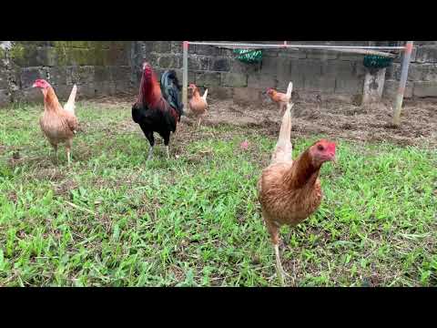 2021 broodpen, Mcrae over Blue