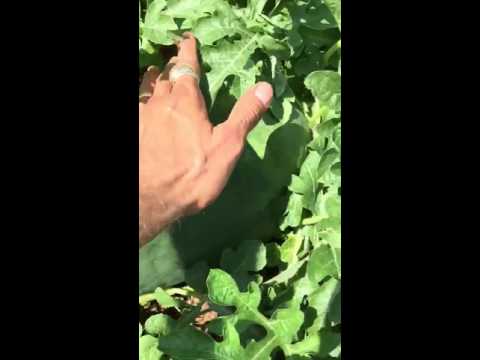 Checking Bradford Watermelons for Ripeness 2