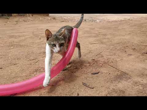 Funniest Cats And Dogs Videos 😁 - Best Funny Animal Videos 2023 😅 #123
