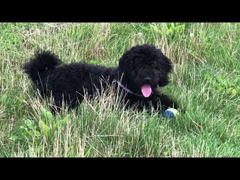 Spaanse waterhond Bibi springt op bal