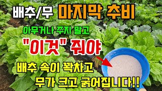 배추/무 마지막3차 추비는 이것을 줘야 배추속이 꽉차고 무가 굵어집니다 #배추농사