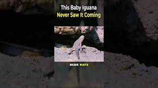 This Baby Iguana Never Saw It Coming
