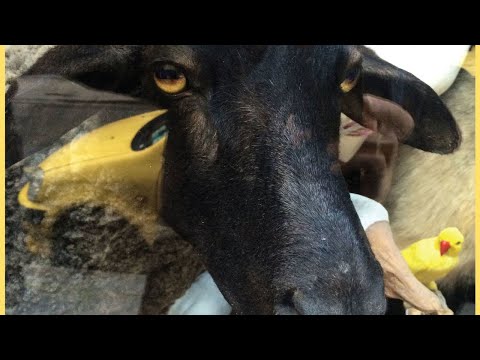 Paul Frick - Gotzkowsky Ecke Turm