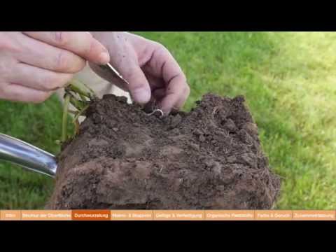 Is your field fit? – The 6 steps of soil structure assessment