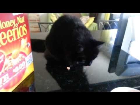 YouTube video about: Can cats have honey nut cheerios?