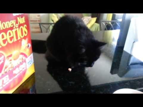 My cat loves Honey Nut Cheerios! - YouTube