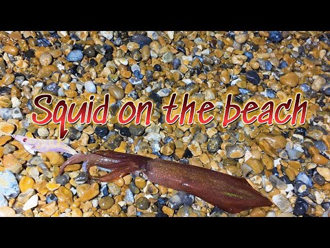 How to catch Squid from the shore. A complete beginners guide.