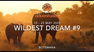 Wildest Dream #9 - 2025